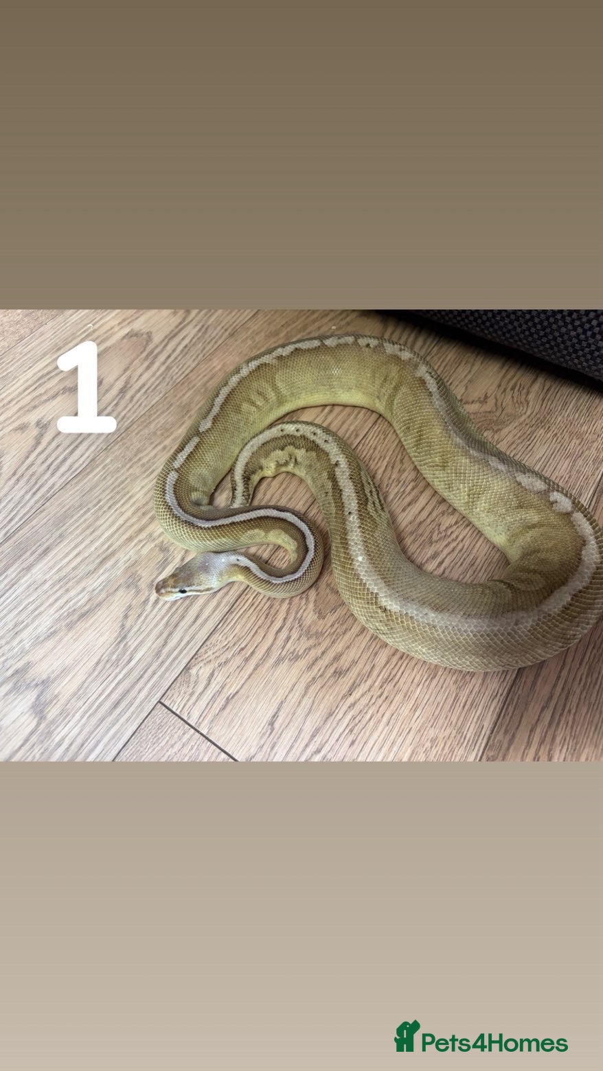 Python Snake reptiles Multiple Royal Pythons For Sale - Advert 1