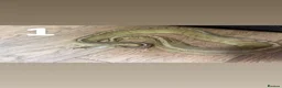 Python Snake reptiles for sale: Multiple Royal Pythons For Sale in Stamford - Advert 1