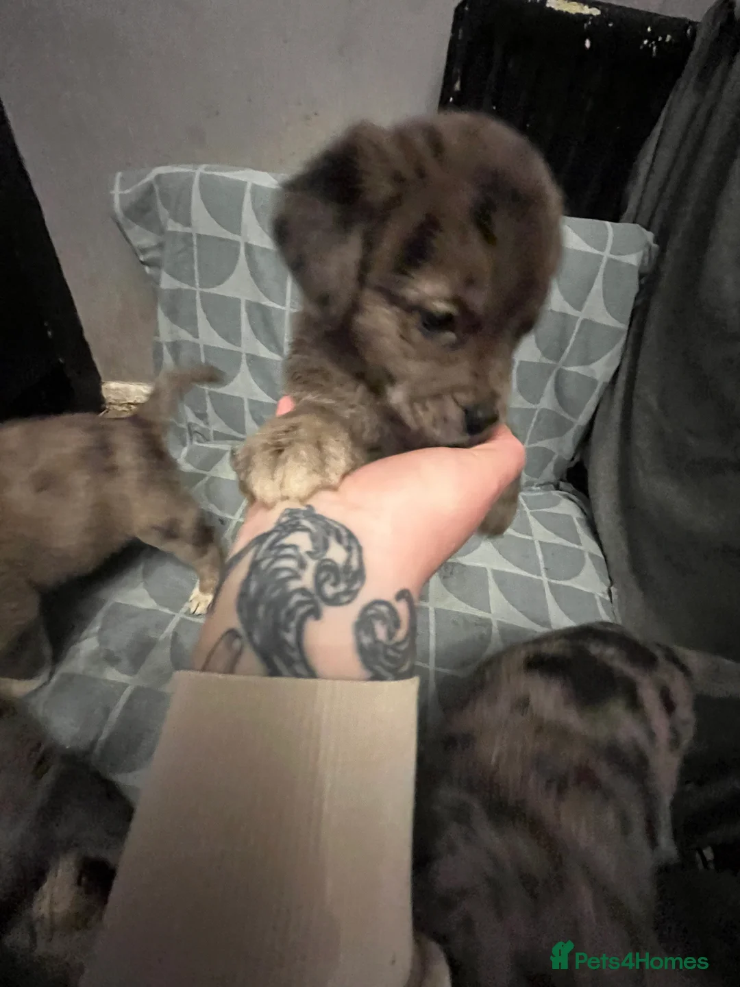 Mixed Breed dogs for sale: Beautiful Merle Caucasian corso - Advert 3