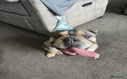 English Bulldog dogs for sale: Merle Bulldog - Image 2