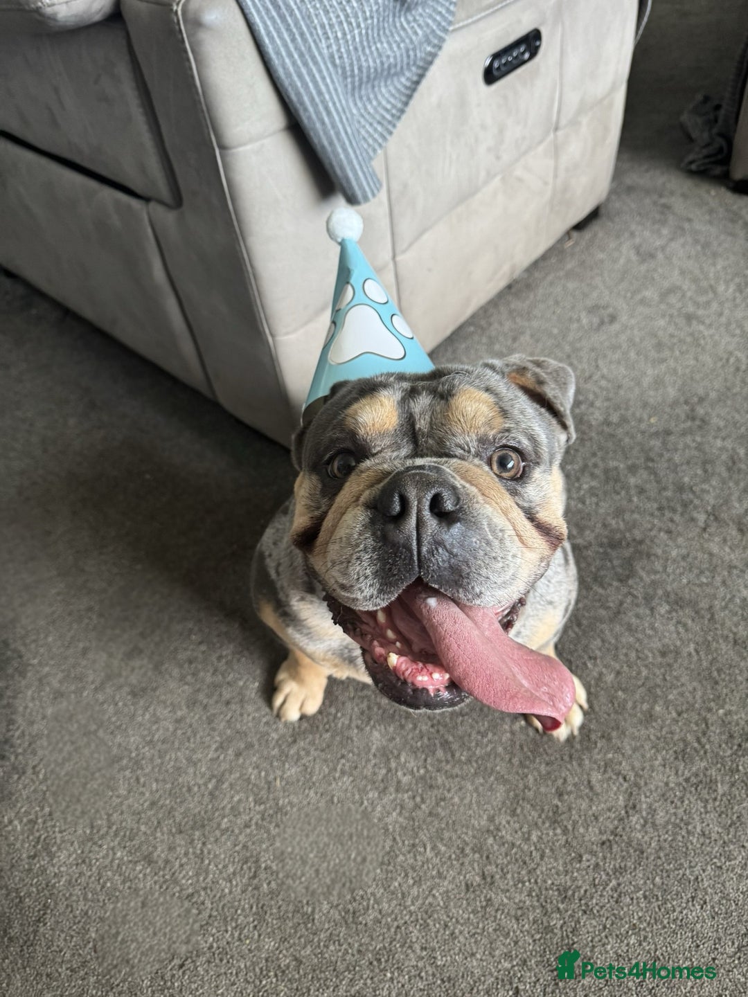 English Bulldog dogs for sale: Merle Bulldog - Image 2