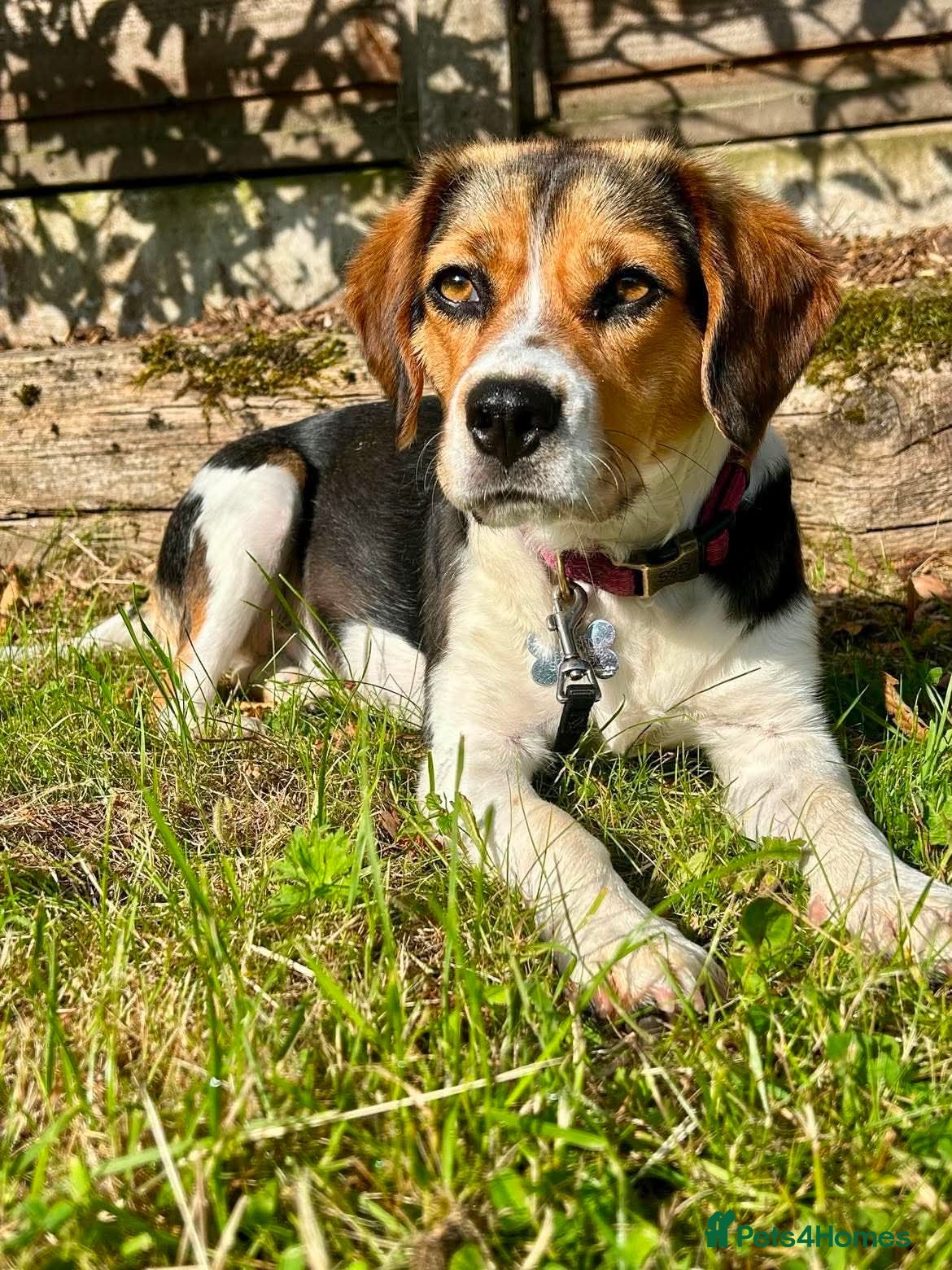 Mixed Breed dogs Maria - FOR ADOPTION  - Advert 2