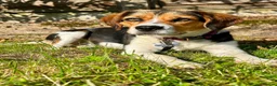 Mixed Breed dogs for adoption: Maria - FOR ADOPTION  - Advert 1