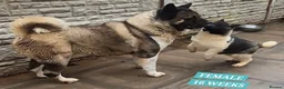 Akita dogs for sale: AMERICAN AKITA FEMALES BLACK MASK BEARS - Advert 2