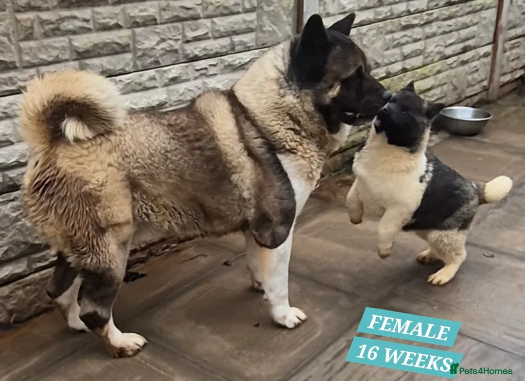 Akita dogs for sale: AMERICAN AKITA FEMALES BLACK MASK BEARS - Advert 2