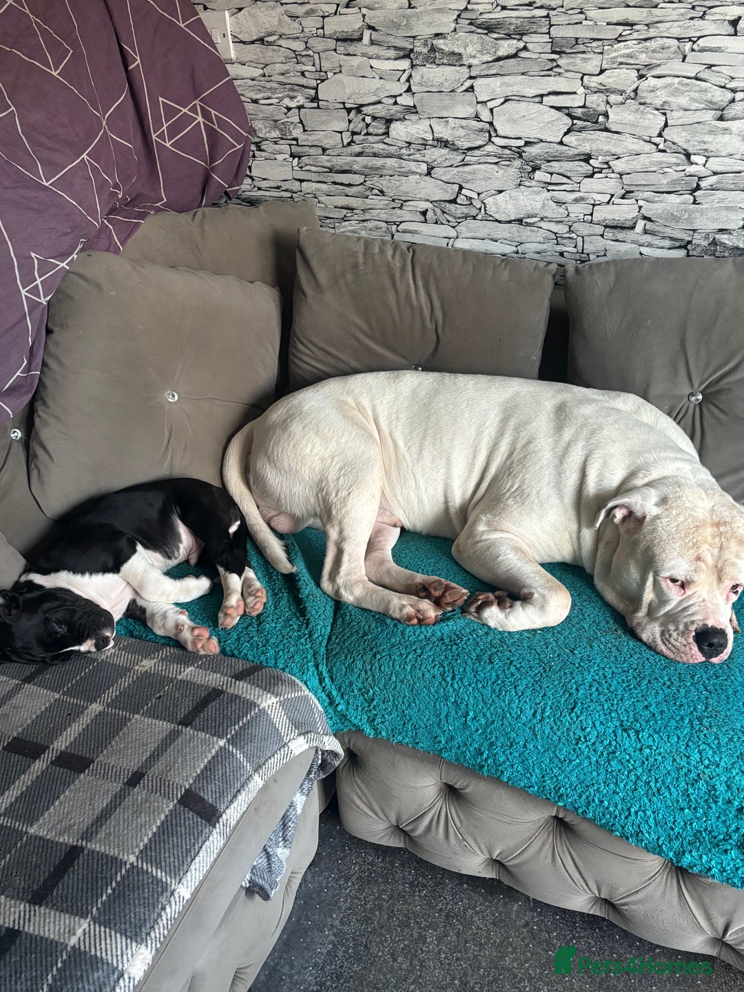 Mixed Breed dogs for sale: Cane corso puppys - Advert 24