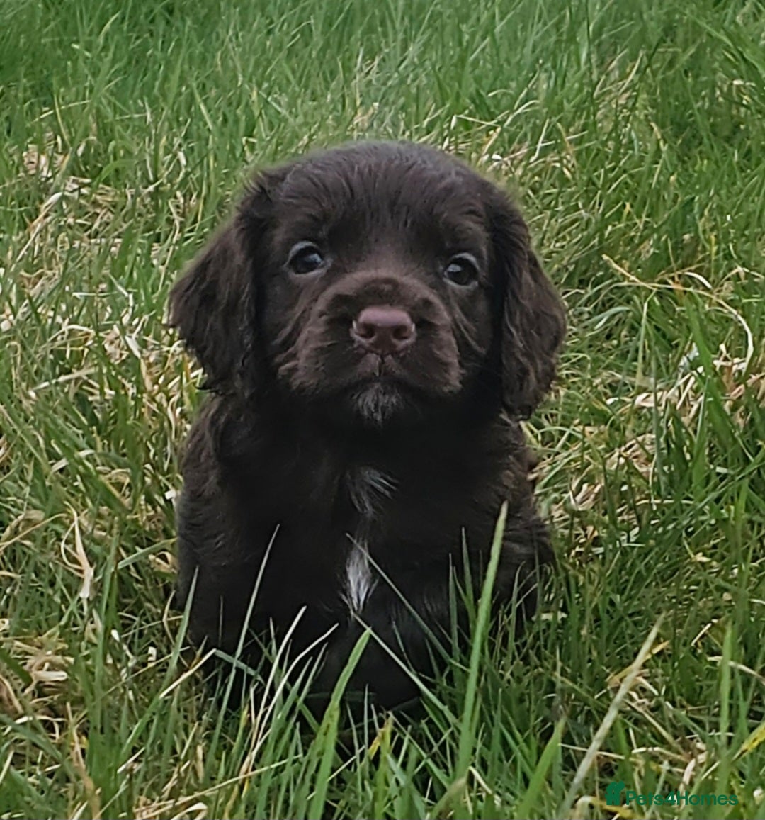 Cocker Spaniel dogs Last female Pup KC reg WCS - Advert 2