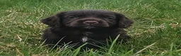 Cocker Spaniel dogs for sale: Last female Pup KC reg WCS - Advert 1