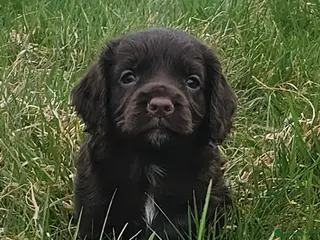Cocker Spaniel dogs Last female Pup KC reg WCS - Advert 2
