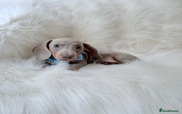 Miniature Dachshund dogs for sale: 5 ⭐ Licensed Breeder Miniature Dachshunds puppies - Image 5