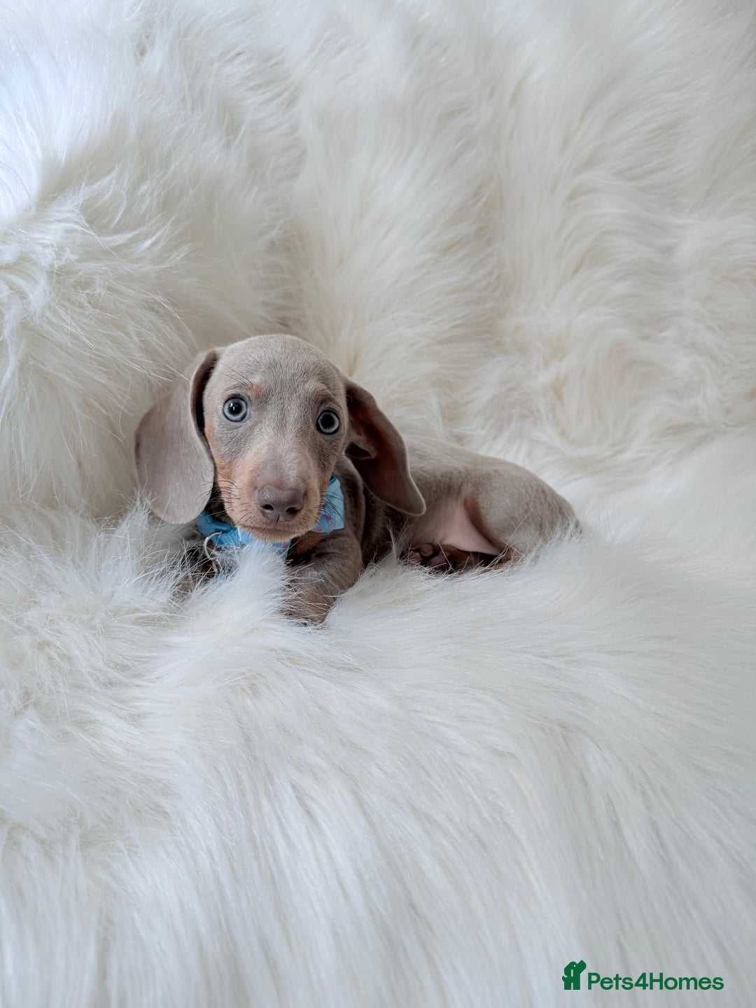 Miniature Dachshund dogs for sale: 5 ⭐ Licensed Breeder Miniature Dachshunds puppies - Image 5