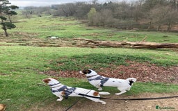 Jack Russell dogs for sale: Stunning 7 wks Jack Russell Terrier pups £950 - Image 13