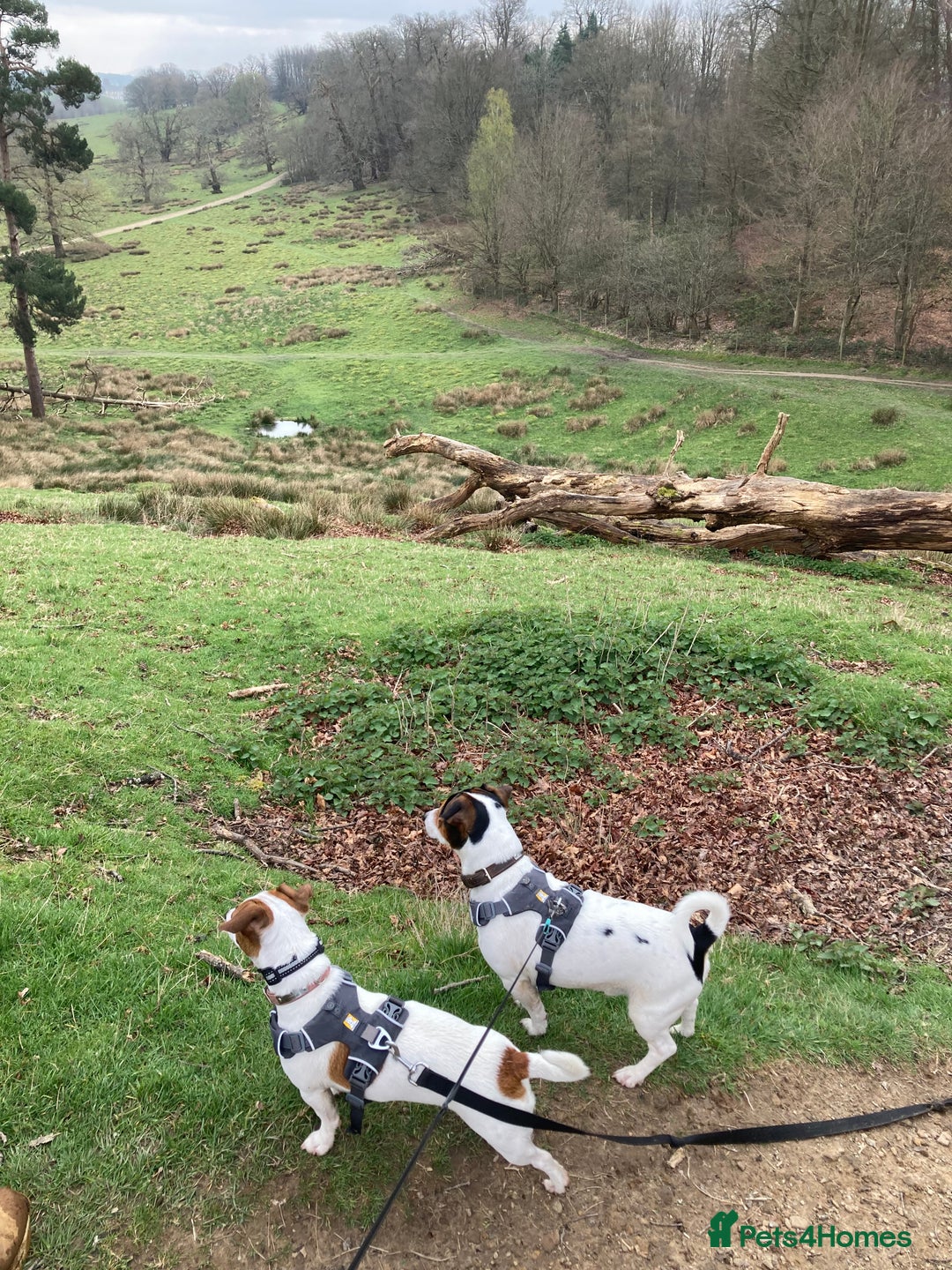 Jack Russell dogs for sale: Stunning 7 wks Jack Russell Terrier pups £950 - Image 13