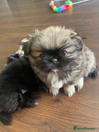 Pekingese dogs - Advert 1