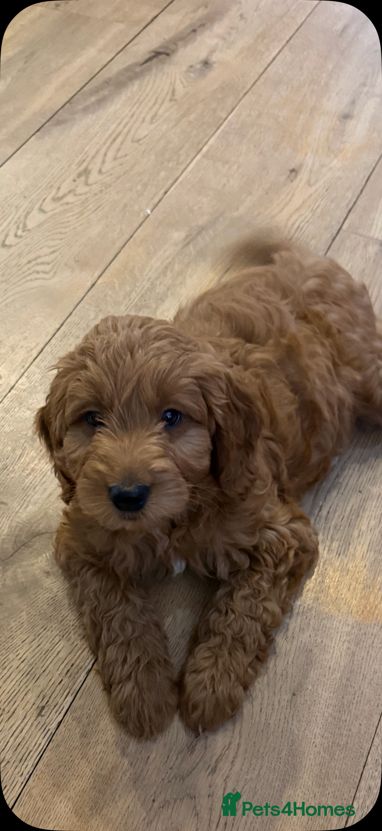 Mini Goldendoodle dogs Outstanding Rich Red Goldendoodles  - Advert 5