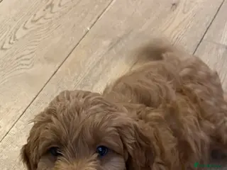 Mini Goldendoodle dogs Outstanding Rich Red Goldendoodles - Advert 5