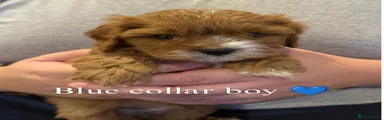 Blue collar boy 