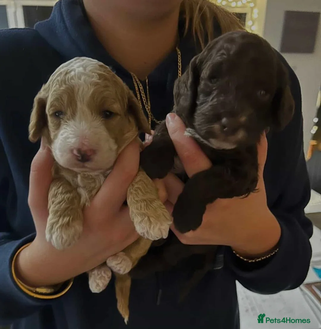 Cockapoo dogs for sale: Beautiful f1b cockapoos genetically tested - Advert 6