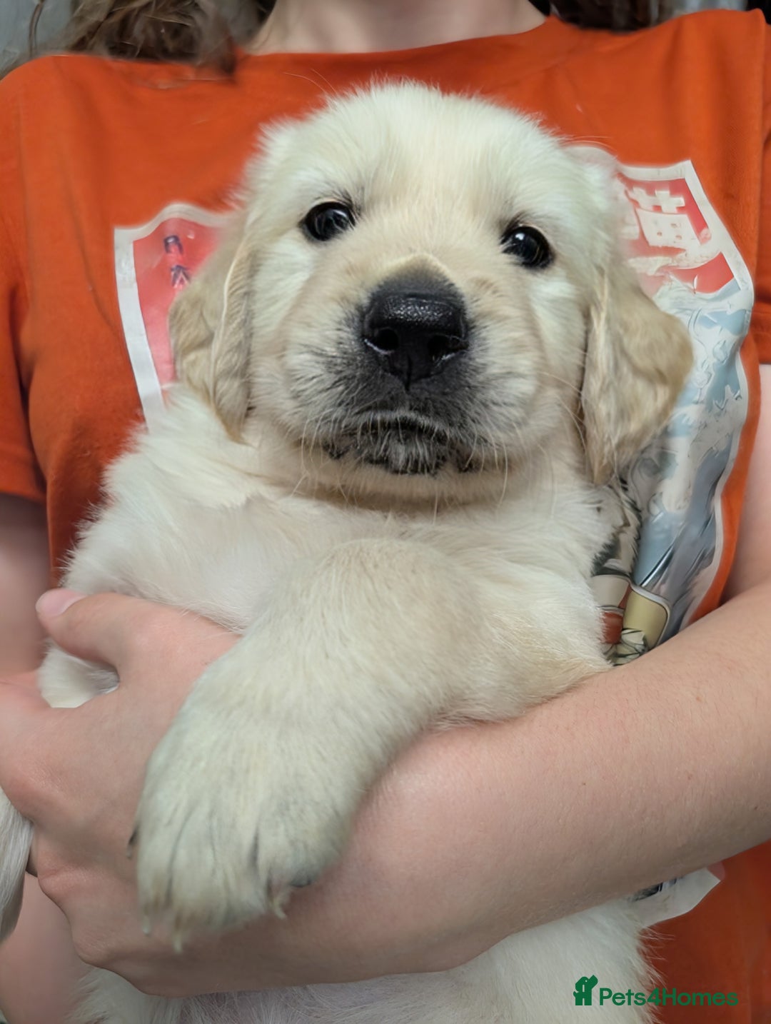 Golden Retriever dogs for sale:  KC Registered Golden Retriever Puppies.  - Image 20