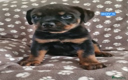 Rottweiler dogs for sale: Kc rottweiler puppies  - Image 8