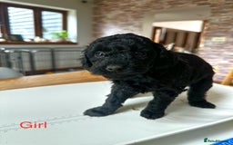 Miniature Poodle dogs for sale: Beautiful litter of Cheeky KC Reg. Mini Poodle's - Image 13