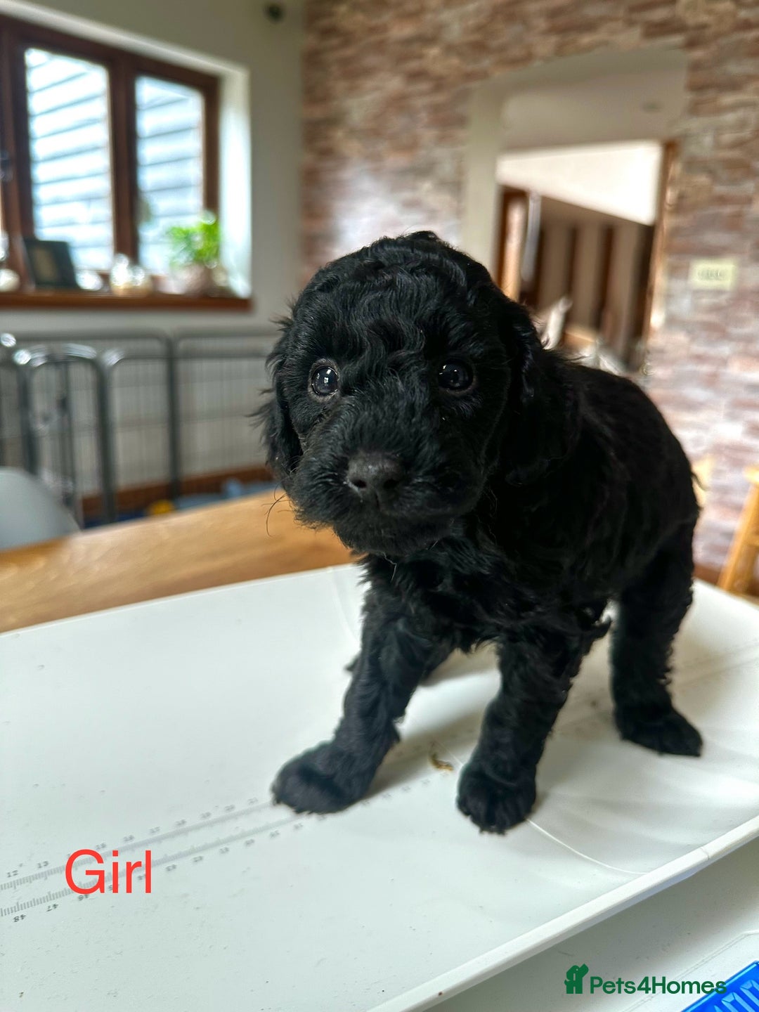 Miniature Poodle dogs for sale: Beautiful litter of Cheeky KC Reg. Mini Poodle's - Image 13