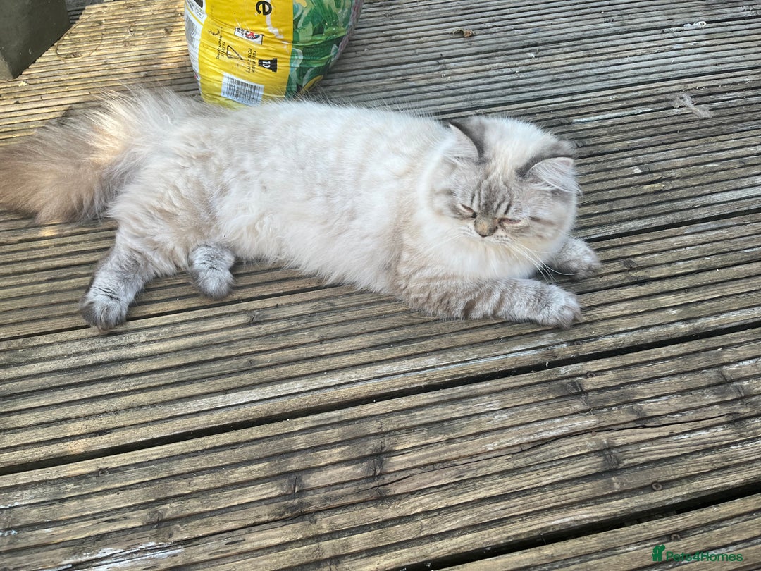 Persian cats for stud: 💕Simply Stunning Bailey💕PKD neg tested Persian  - Advert 5