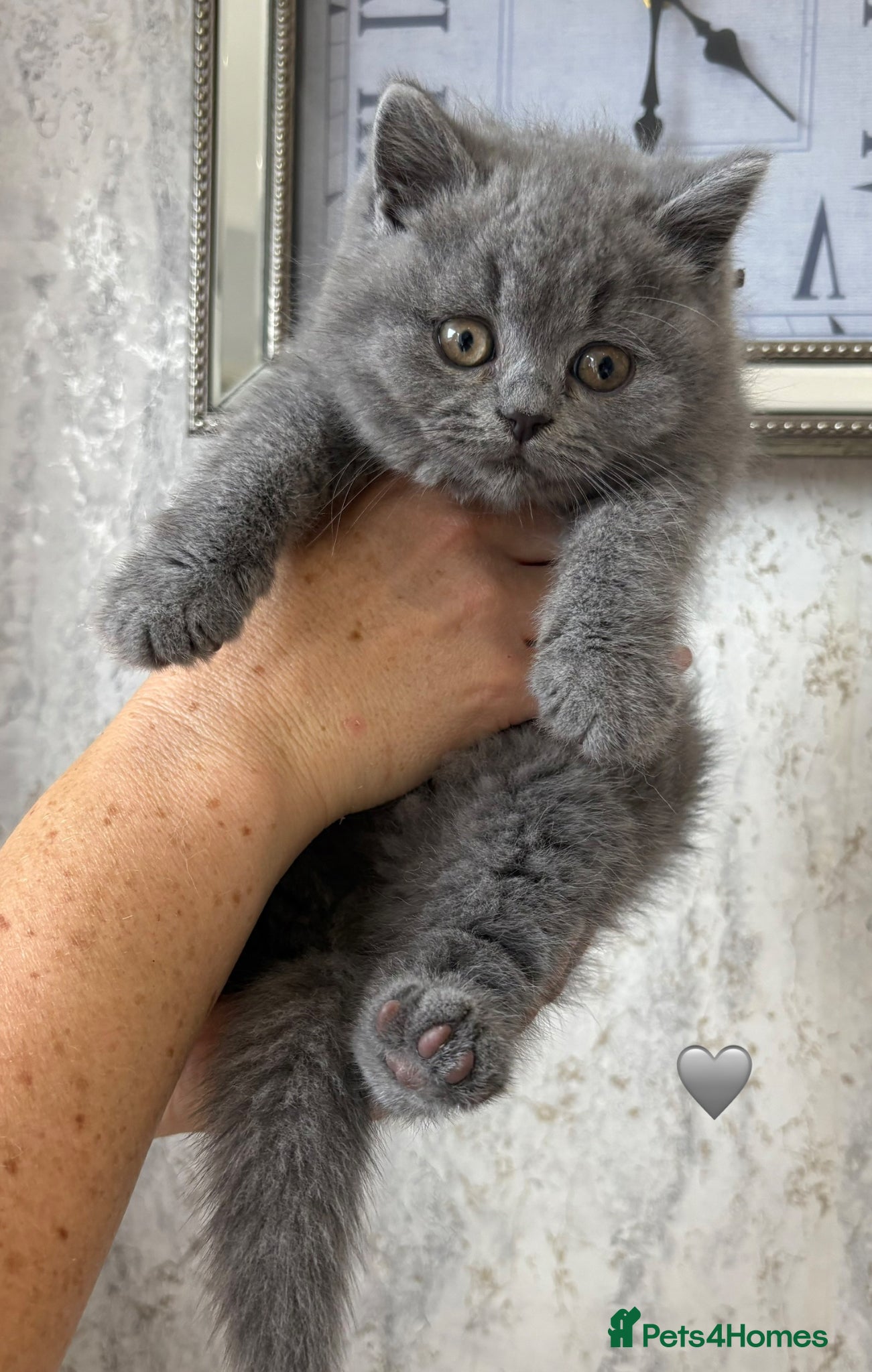 British Shorthair cats Gccf British Blue kittens  - Advert 2