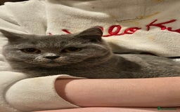 British Shorthair cats for sale:  british short haired female 7 months old  - Image 2