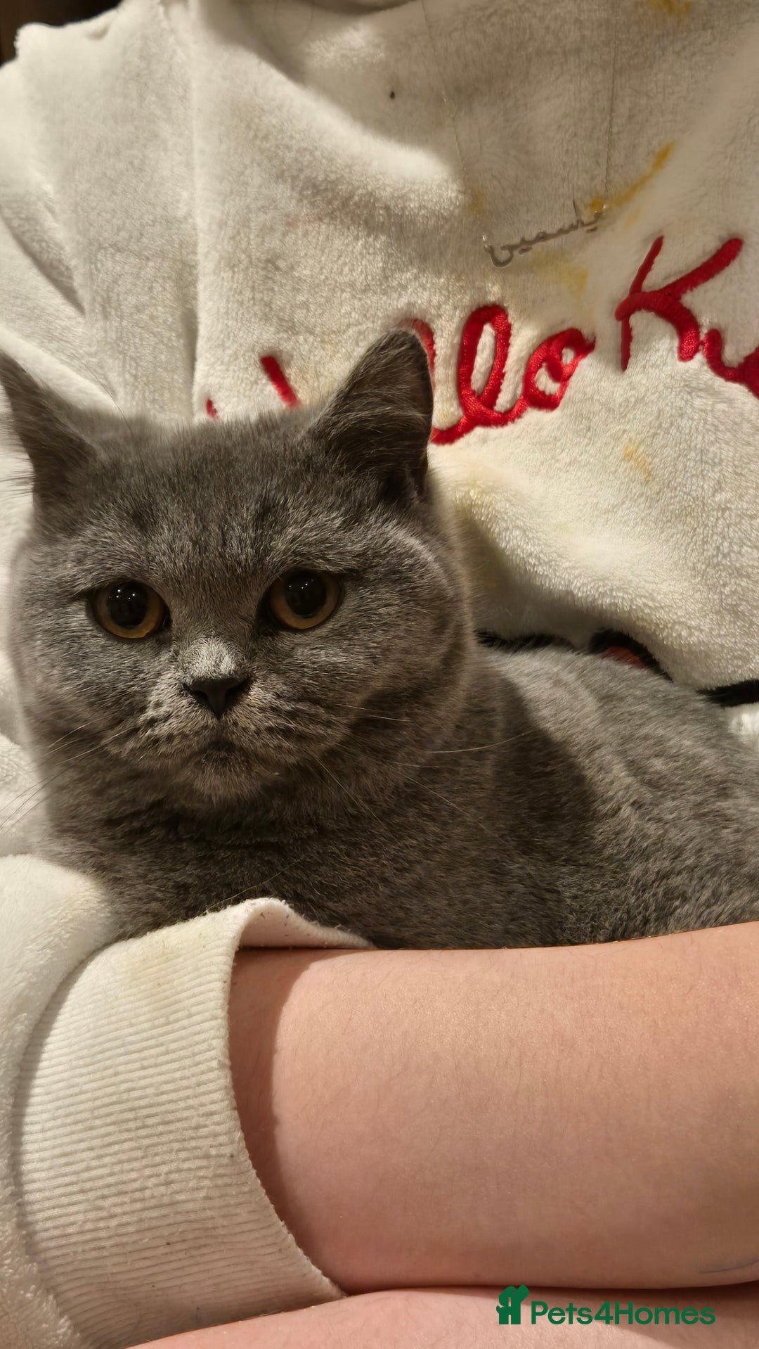 British Shorthair cats for sale:  british short haired female 7 months old  - Image 2