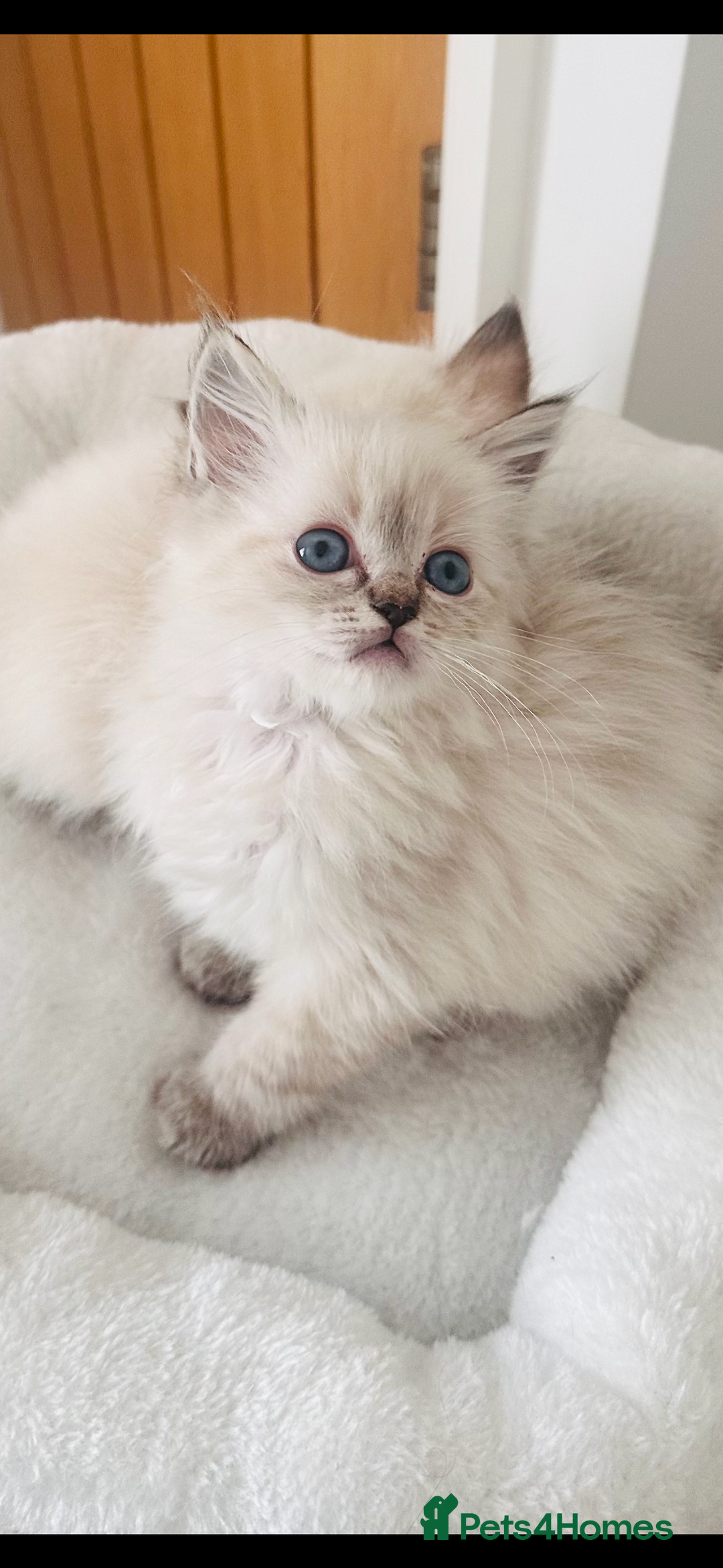 Ragdoll cats for sale: 🌼GCCF waiting list now open for spring babies 🌼 - Advert 14