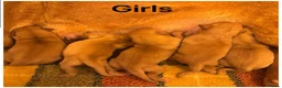 Labrador Retriever dogs for sale: Beautiful KC girl- health tested & superb pedigree - Advert 4