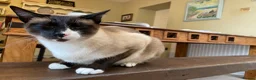 Tonkinese cats for sale: Adult Tonkinese Male - Advert 4