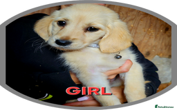 Golden Retriever dogs for sale: Golden retriever puppies KC REGISTERED  - Image 8