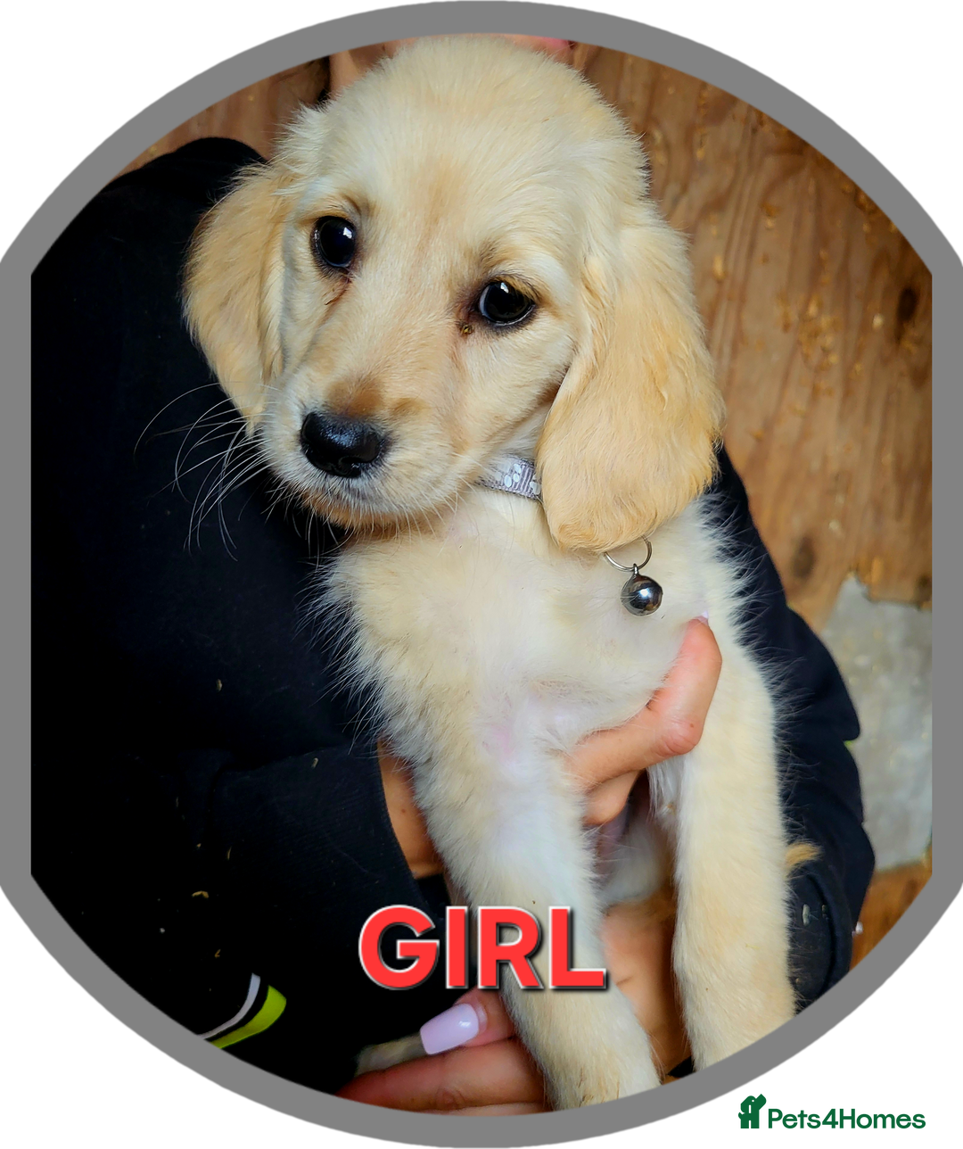 Golden Retriever dogs for sale: Golden retriever puppies KC REGISTERED  - Image 8