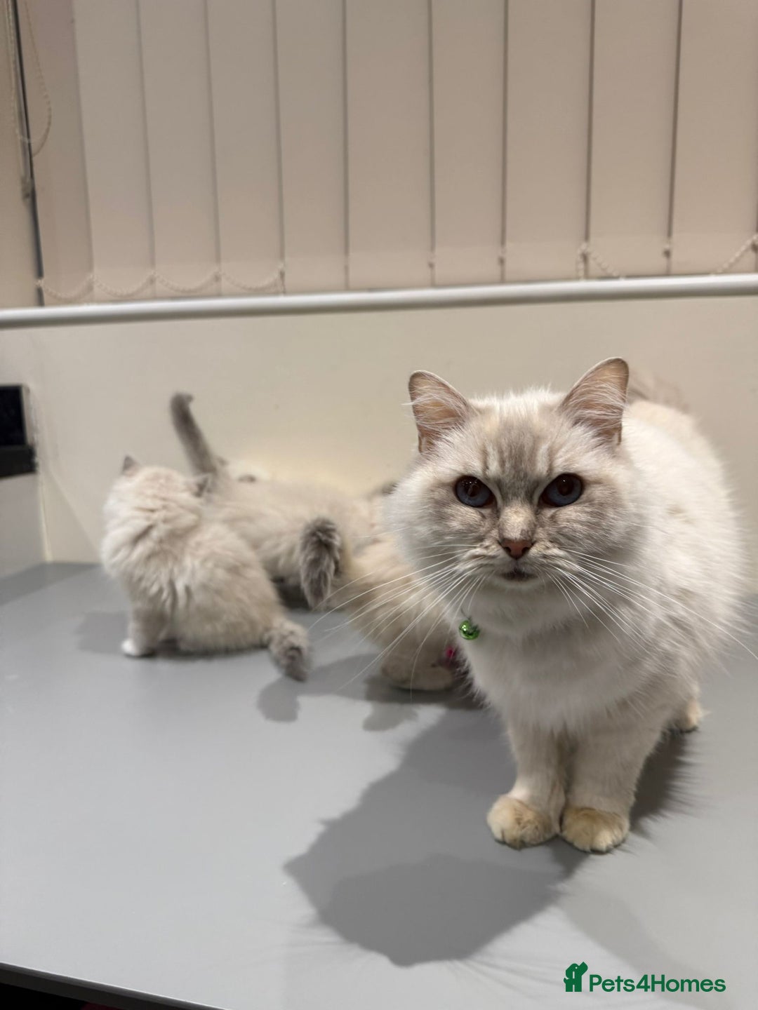 Ragdoll cats for sale: Adorable Pure Ragdoll Kittens - Advert 27
