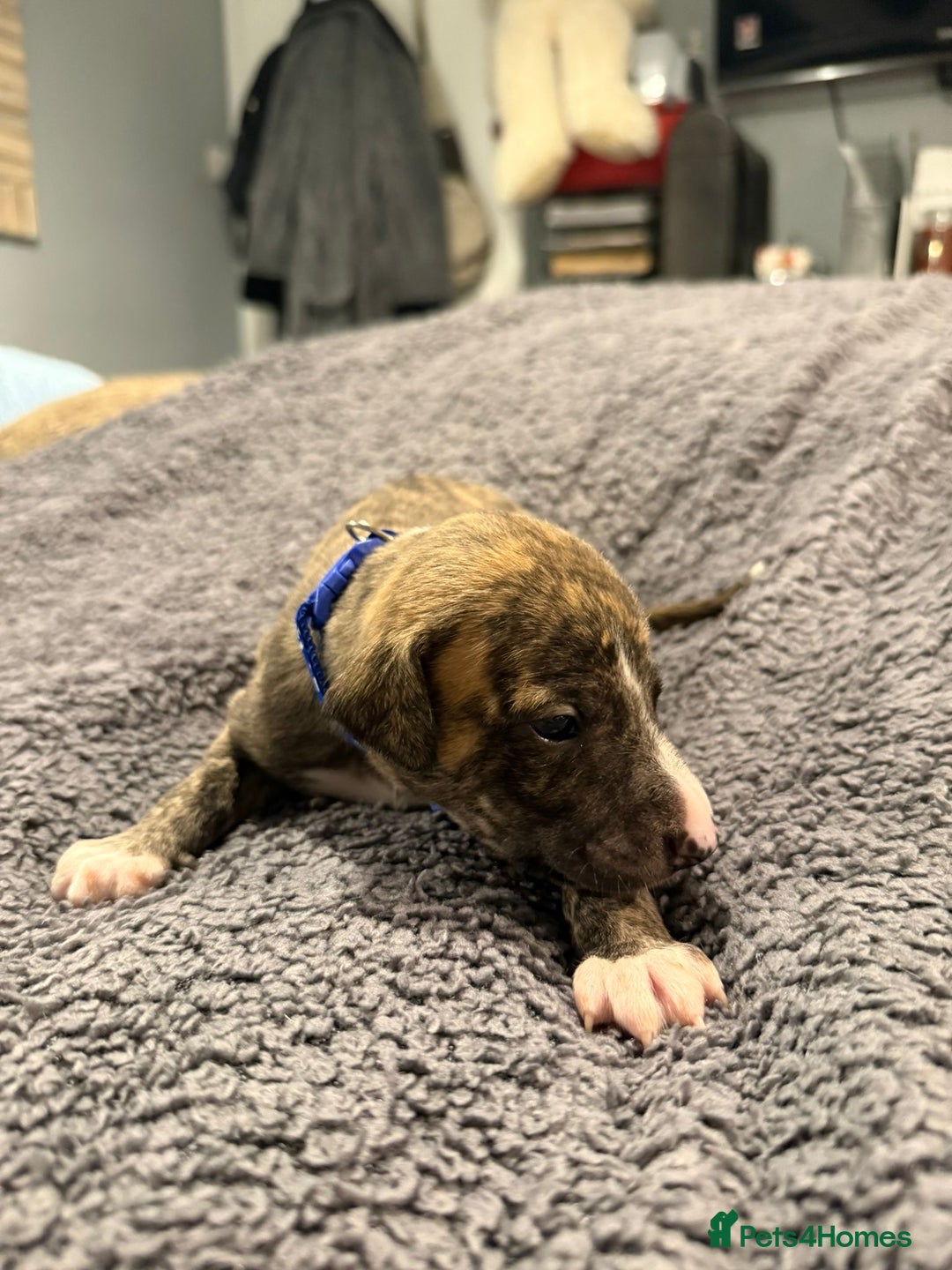 Whippet dogs for sale: 4 x 4 week old pups - Advert 3