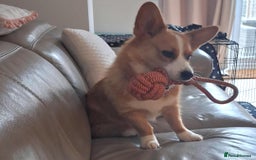 Welsh Corgi Cardigan dogs for sale: Cargi Corgi for Sale  - Image 4