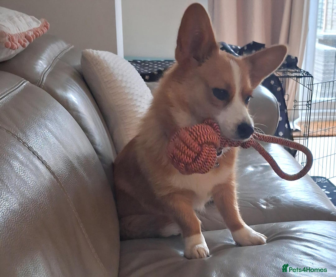Welsh Corgi Cardigan dogs for sale: Cargi Corgi for Sale  - Image 4