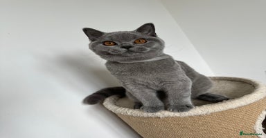 British Shorthair cats - Advert 10