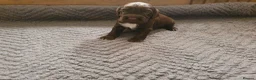 Cocker Spaniel dogs for sale: Kc reg working cocker spaniel puppies  - Advert 6