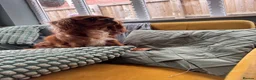 Cavalier King Charles Spaniel dogs for sale: Beautiful girl looking for her new home  - Advert 4