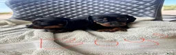 Dachshund dogs for sale: Dachshund puppies  - Advert 5