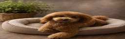 Cockapoo dogs for sale: F1bcockapoo puppies - DNA Health test clear  in Staines - Advert 39