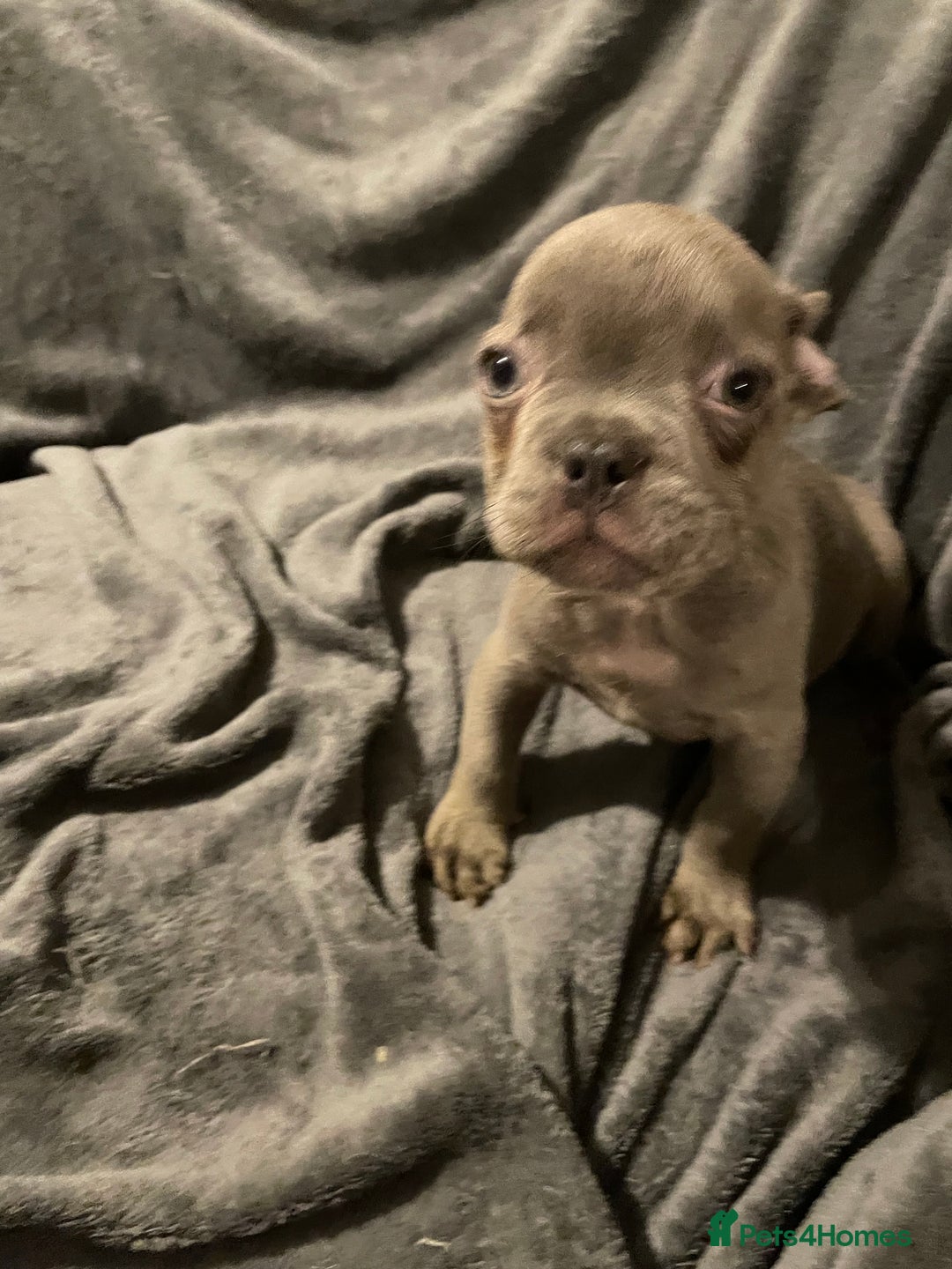 French Bulldog dogs for sale: Pedigree  French bulldogs ready to leave  - Image 25