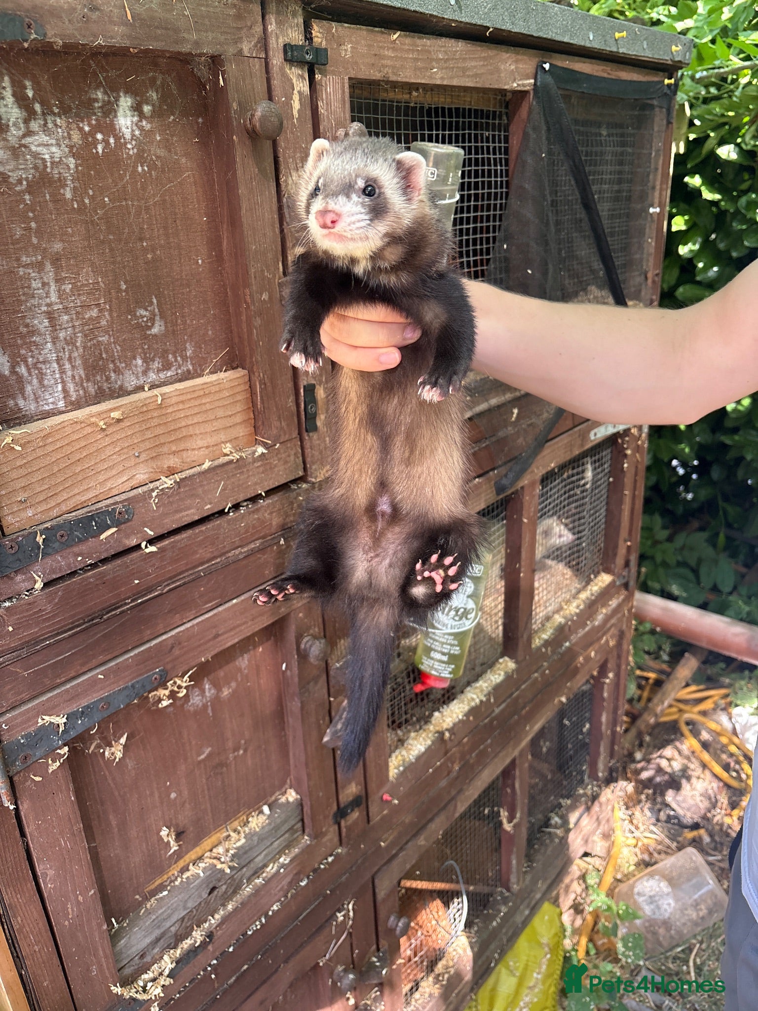 Ferret rodents Ferrets for sale  - Advert 14