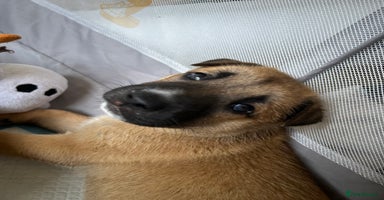 Mixed Breed dogs - Advert 12