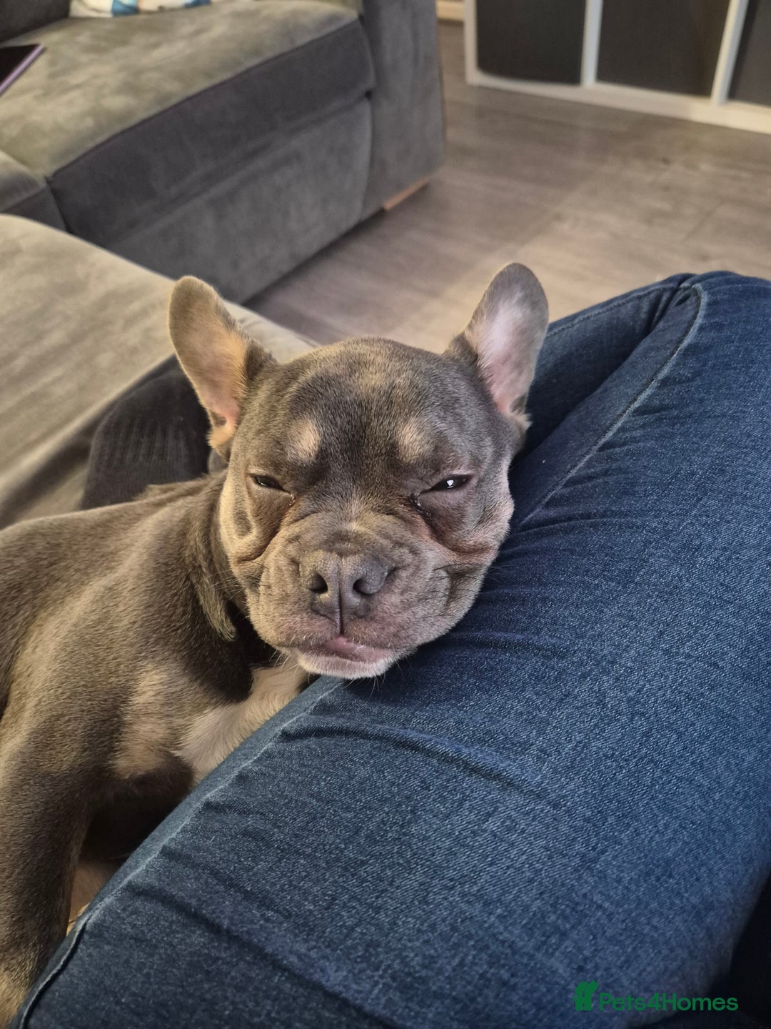 French Bulldog dogs for sale: Bluey - Advert 1