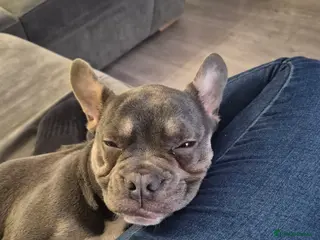 French Bulldog dogs Bluey - Advert 9