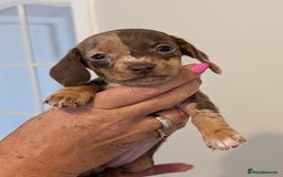 Miniature Dachshund dogs for sale: Miniature dachshund puppies - Image 4